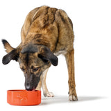 Hunter Bol Osby Glazed din Ceramica pentru Caini