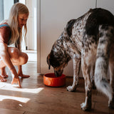 Hunter Bol Osby Glazed din Ceramica pentru Caini