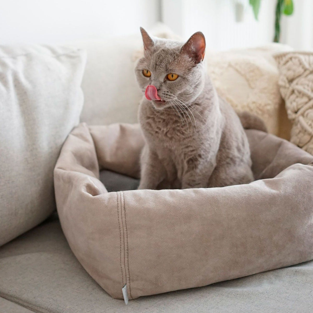 Hunter Culcus Bed Cat Dreamie S 40x40Cm