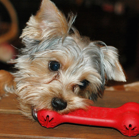 Hunter Jucarie Kong Goodie Bone 18 Cm
