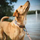 Hunter Lesa de Antrenament Havanna 20/200 Cm