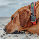 Hunter Zgarda Convenience Confort S-M 45 Cm