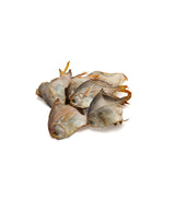 Leopet Viking Barf Pomfret Fish 100 Gr