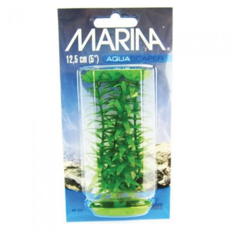 Marina Planta Ambulia