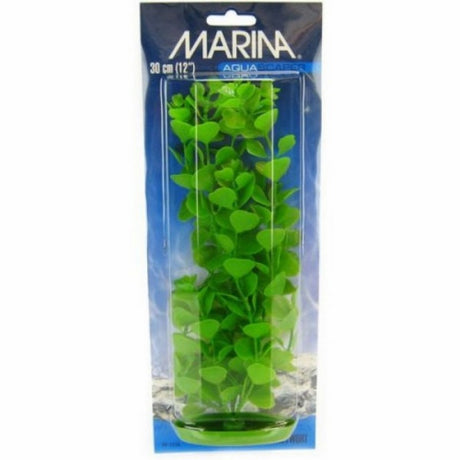 Marina Planta Color Hygrophila