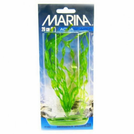 Marina Planta Corsks Vallis