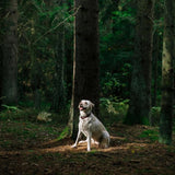 Nature's Protection Nature's Protection Healthy Ageing Formula, for Senior Dogs and Cats Joints & Bones - imagine 3