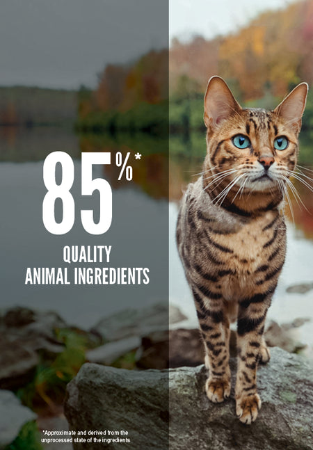 Orijen Orijen Cat 6 Pesti - imagine 3