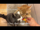 Inaba Churu Recompensa Cremoasa cu Ton si Vita - video
