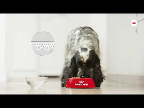 Royal Canin Royal Canin Mini Dermacomfort - video
