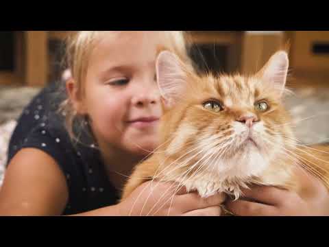 Nature's Protection Lifestyle Nature's Protection Lifestyle Grain Free Sterilised Cat with White Fish - video