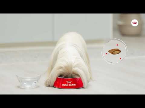Royal Canin Royal Canin Mini Exigent - video