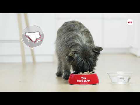 Royal Canin Royal Canin Mini Dental Care - video