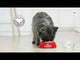 Royal Canin Royal Canin Mini Dental Care - video