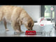 Royal Canin Royal Canin Mini Light Weight Care - video