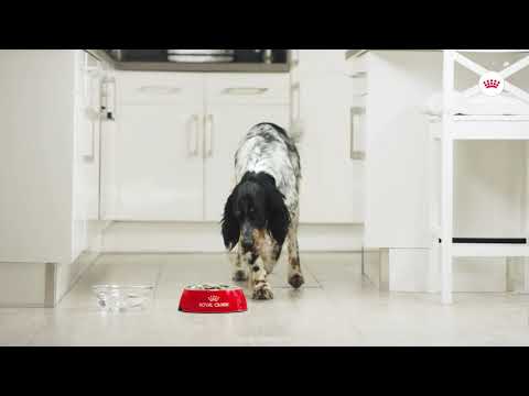 Royal Canin Royal Canin Mini Digestive Care - video