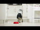 Royal Canin Royal Canin Mini Digestive Care - video