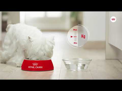 Royal Canin Royal Canin Mini Sterilised - video