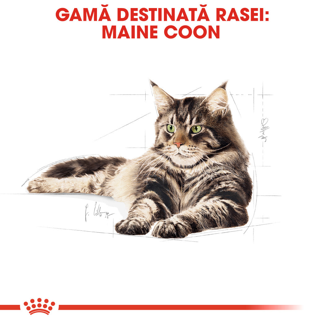 Royal Canin Royal Canin Maine Coon Adult Plic 85 G - imagine 2