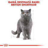 Royal Canin Royal Canin British Shorthair Adult - imagine 3