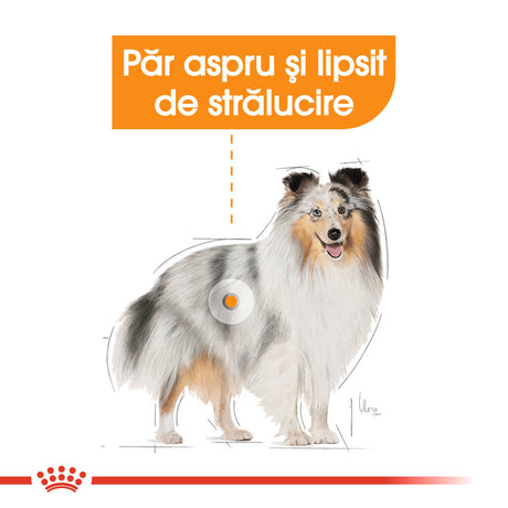 Royal Canin Royal Canin Coat Care Plic 85 G - imagine 3