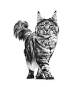 Royal Canin Royal Canin Early Renal Cat Plic - imagine 3