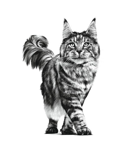 Royal Canin Royal Canin Early Renal Cat Plic - imagine 3