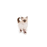 Royal Canin Royal Canin Kitten - imagine 3