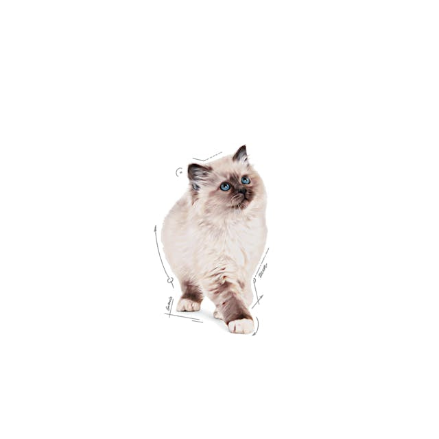 Royal Canin Royal Canin Kitten In Jelly Plic 85 G - imagine 3