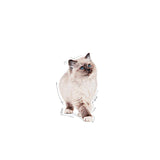 Royal Canin Royal Canin Kitten In Jelly Plic 85 G - imagine 3