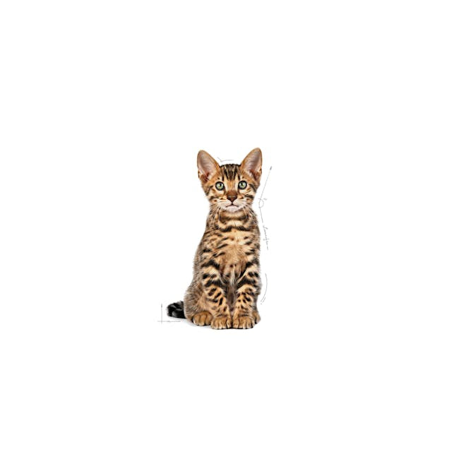 Royal Canin Royal Canin Kitten Sterilised - imagine 3
