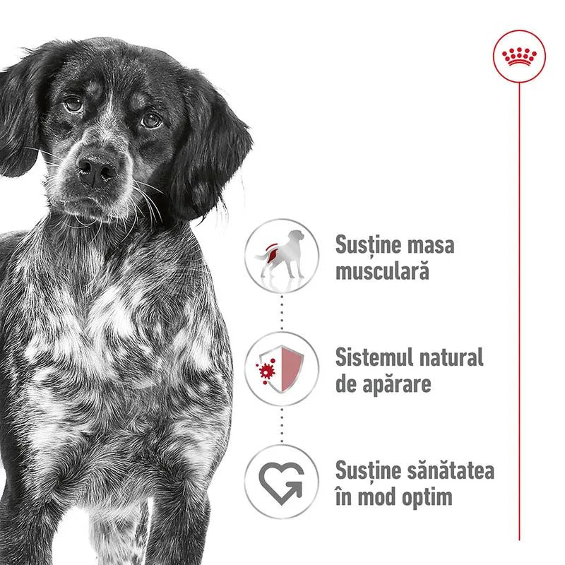 Royal Canin Royal Canin Medium Adult Hrana Umeda Caini Pate 410 Gr - imagine 2