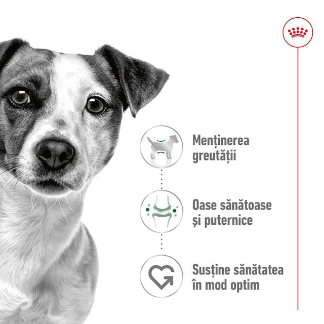 Royal Canin Royal Canin Mini Adult Hrana Umeda Caini Pate 195 Gr - imagine 3