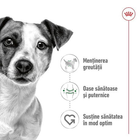 Royal Canin Royal Canin Mini Adult Hrana Umeda Caini Pate 195 Gr - imagine 3