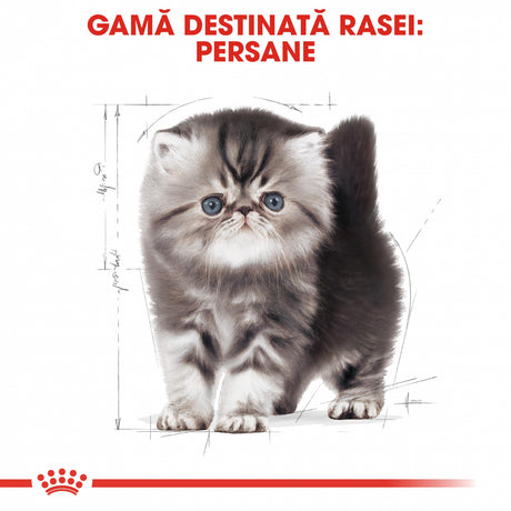 Royal Canin Royal Canin Persian Kitten - imagine 3