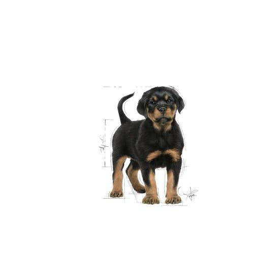 Royal Canin Royal Canin Rottweiler Junior - imagine 2