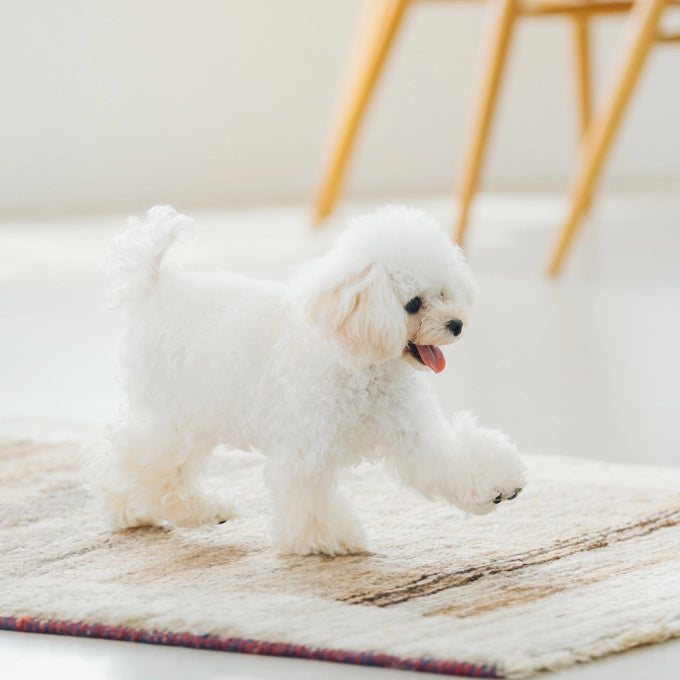 Superior Care Sensitive Skin & Stomach Adult Small and Mini Breeds cu Miel