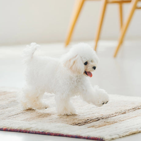 Superior Care Sensitive Skin & Stomach Adult Small and Mini Breeds cu Miel