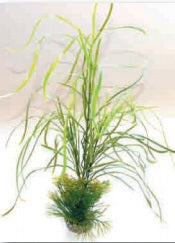 Sydeco Planta Lily Grass Maxi